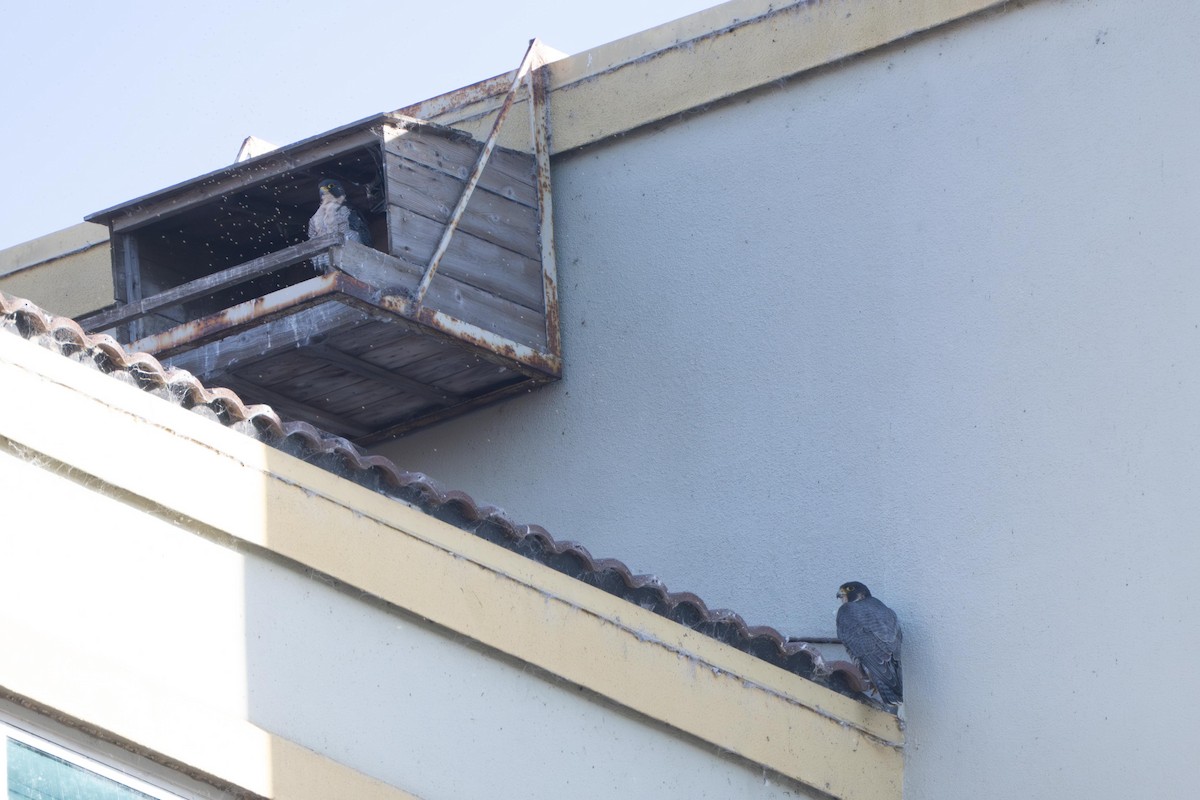 Peregrine Falcon - ML645278781