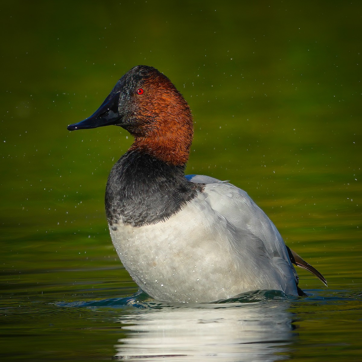 Büyük Elmabaş - ML645278785