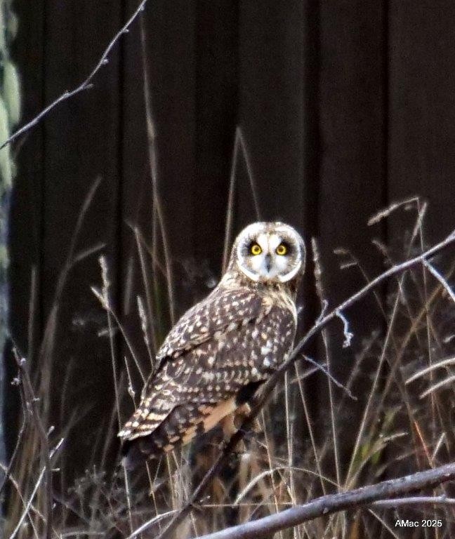 Short-eared Owl - ML645278798
