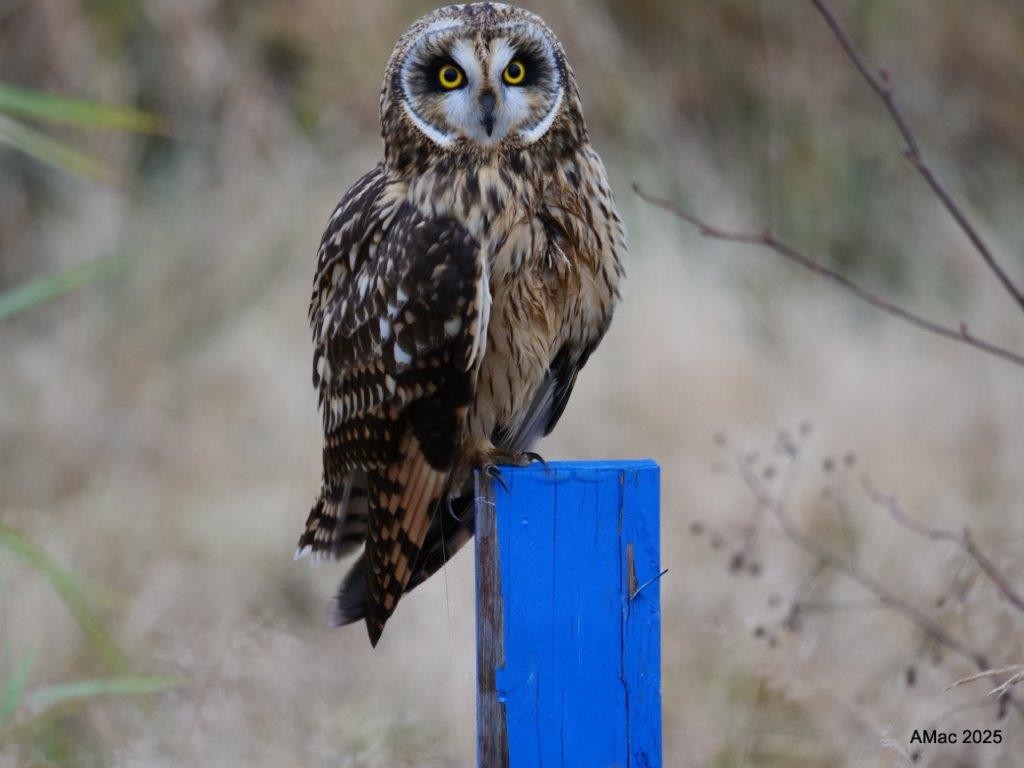 Short-eared Owl - ML645278799