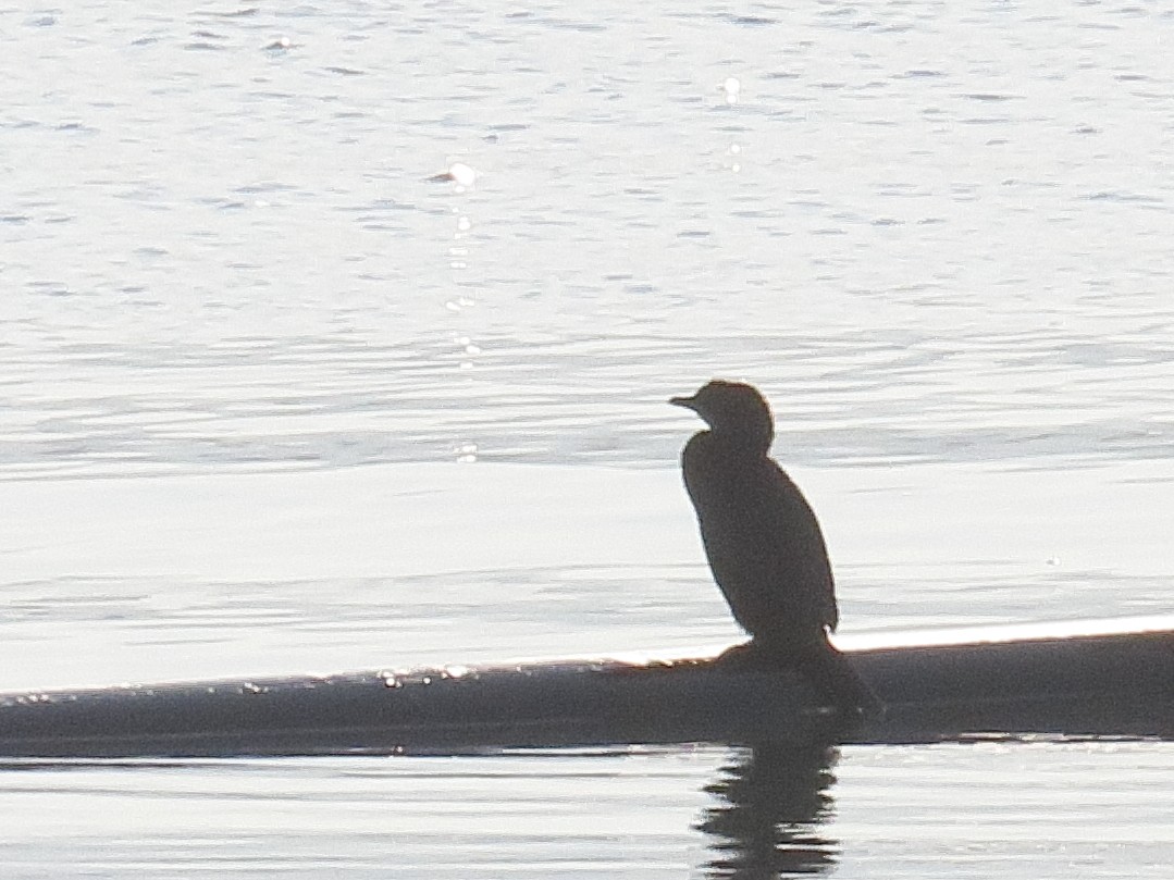 Ubarroi txikia - ML645278809