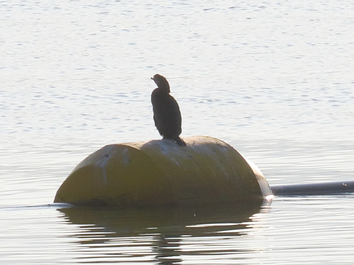 Ubarroi txikia - ML645278810