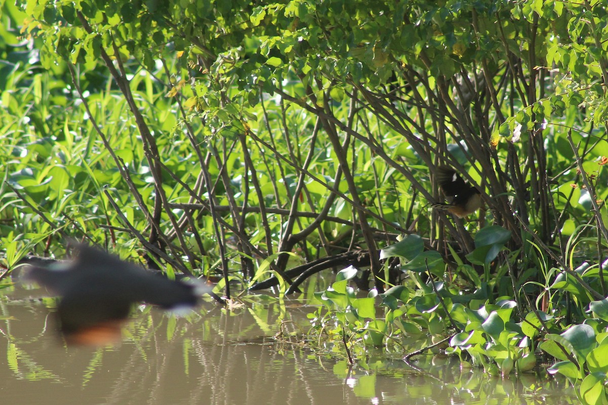 Black-capped Donacobius - ML645278816