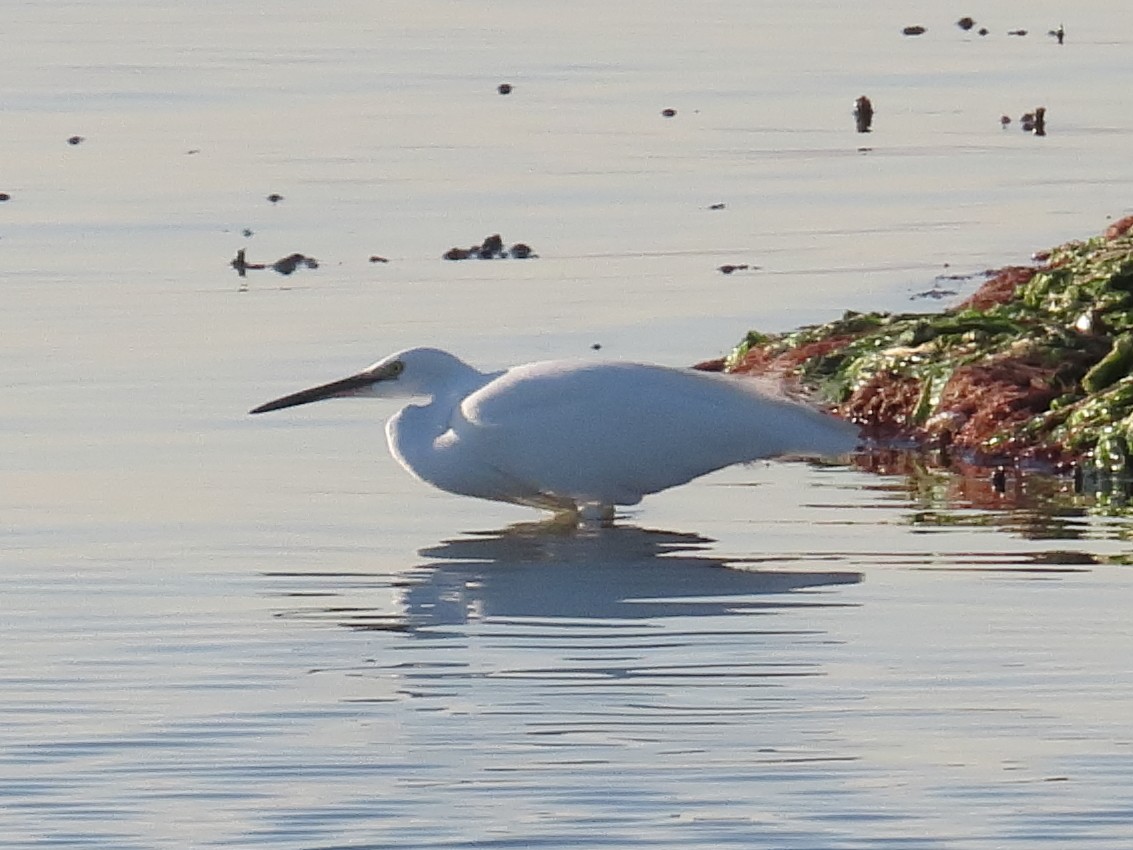 Seidenreiher - ML645278832