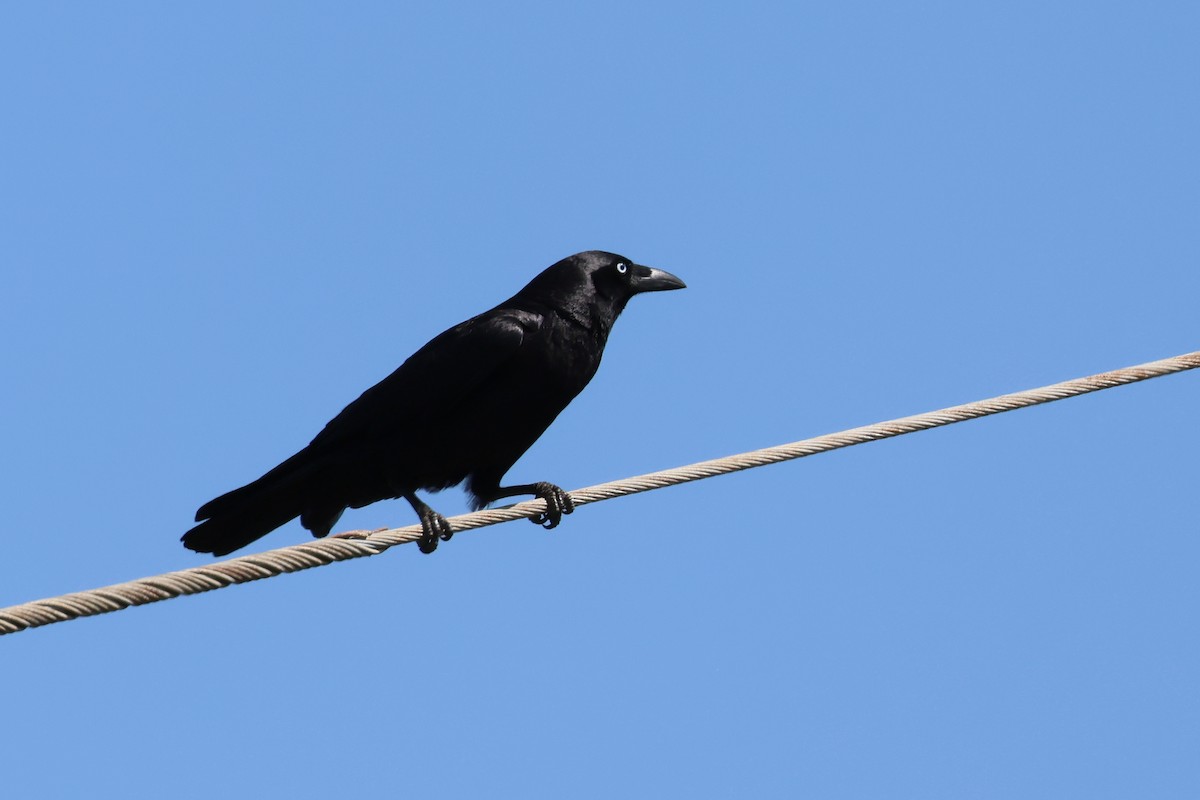 Torresian Crow - ML645278833