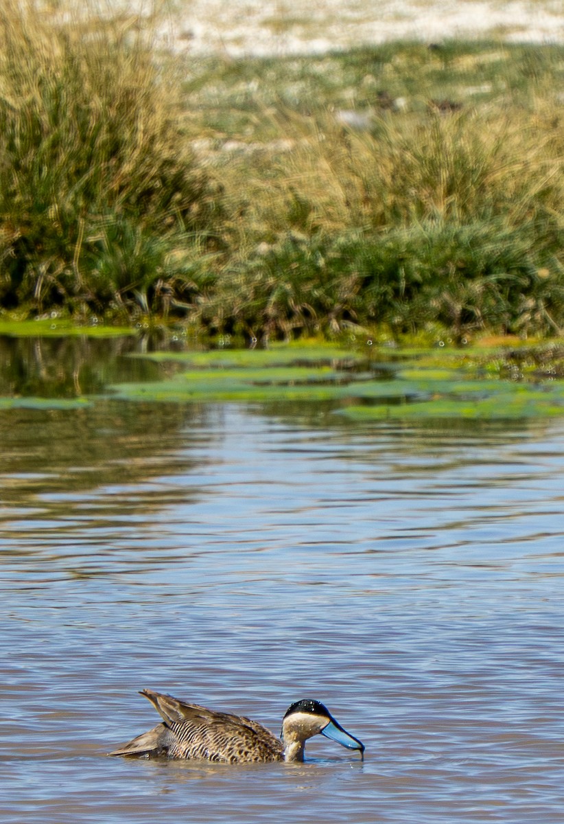 Puna Teal - ML645278849