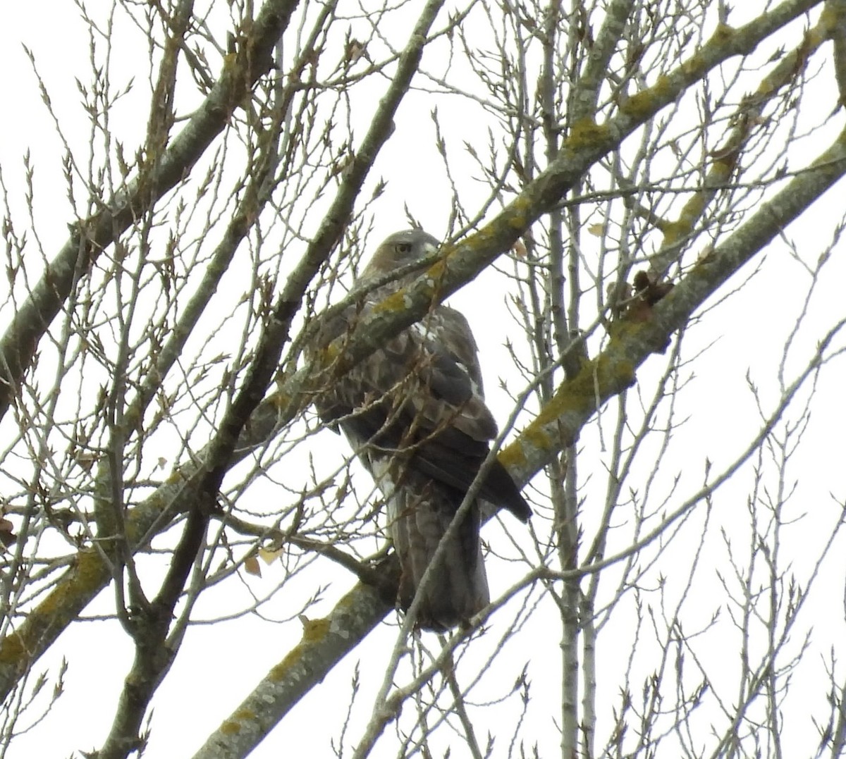 orel jestřábí - ML645278861