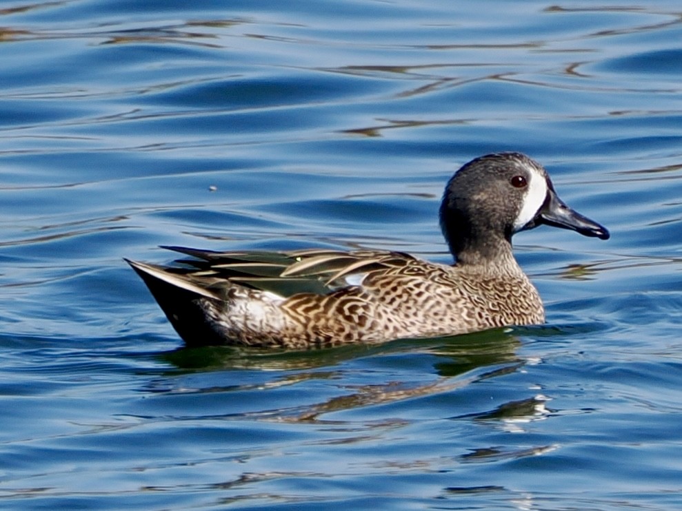 Blue-winged Teal - ML645278863