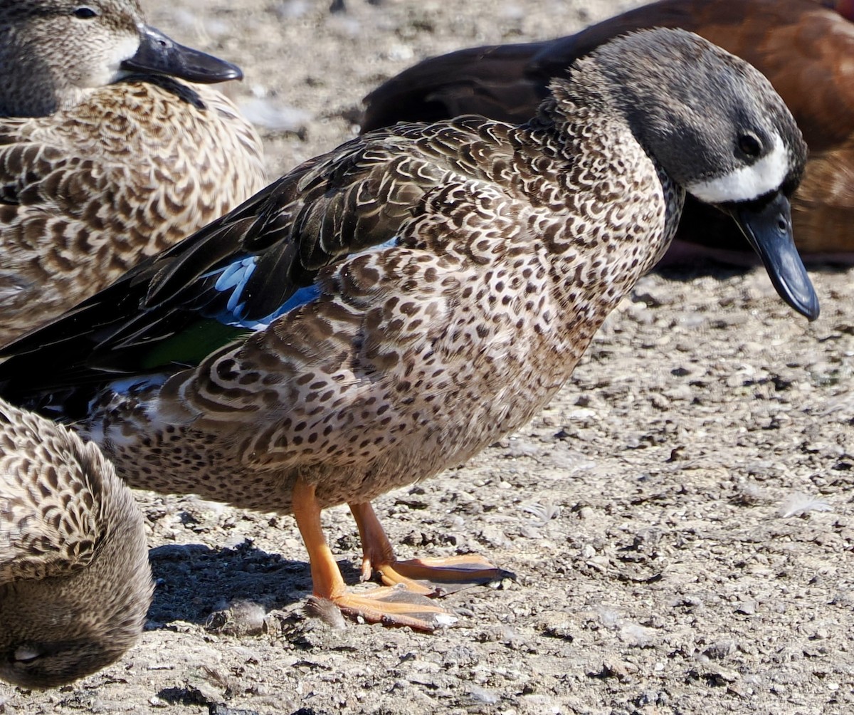 Blue-winged Teal - ML645278864