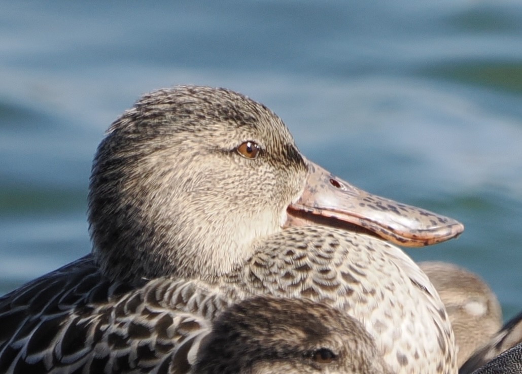 Northern Shoveler - ML645278884