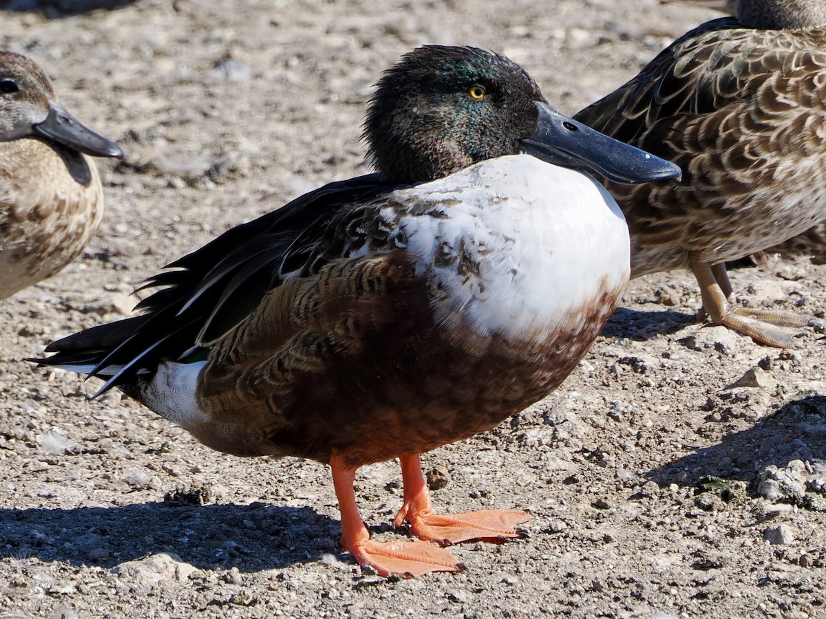 Northern Shoveler - ML645278885