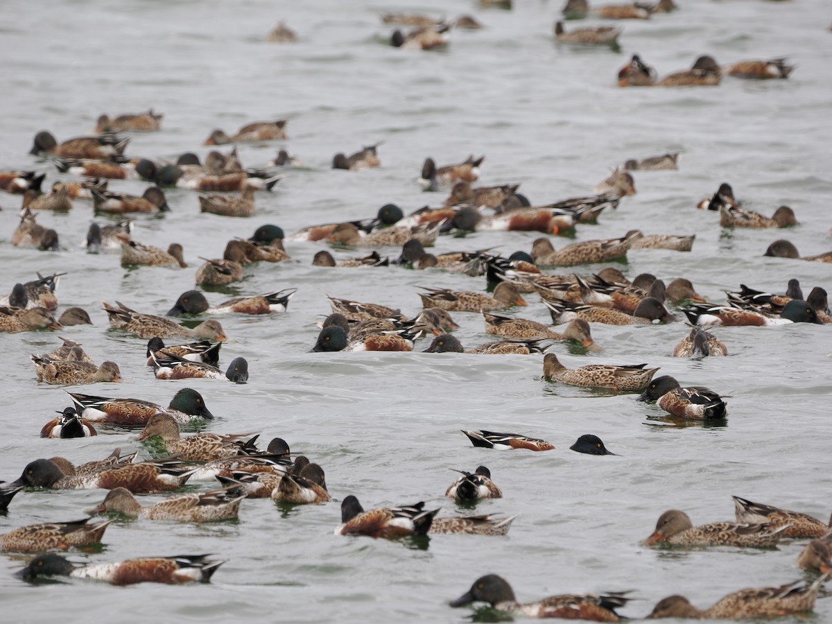 Northern Shoveler - ML645278887