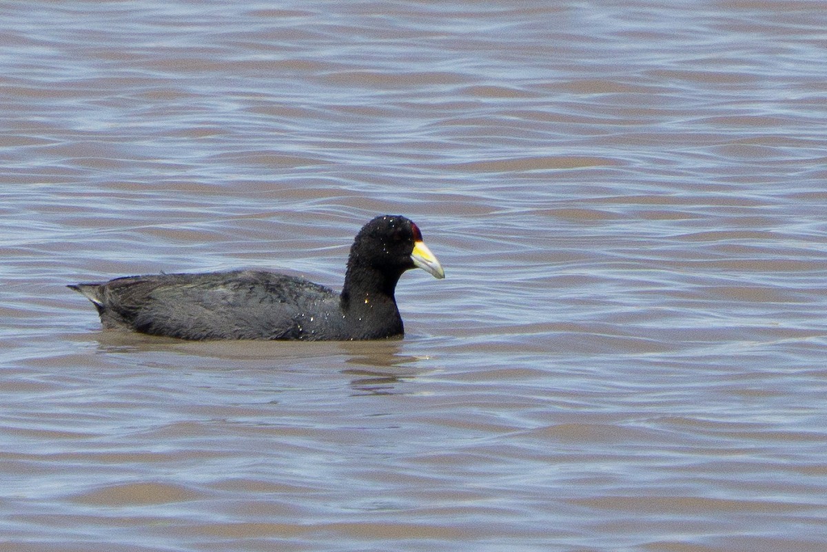 Slate-colored Coot - ML645278893