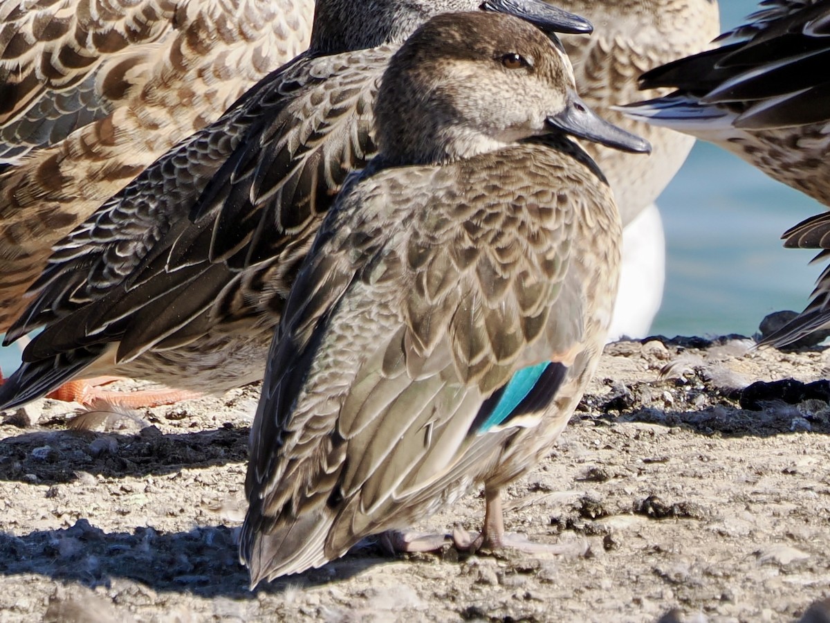 Green-winged Teal - ML645278896