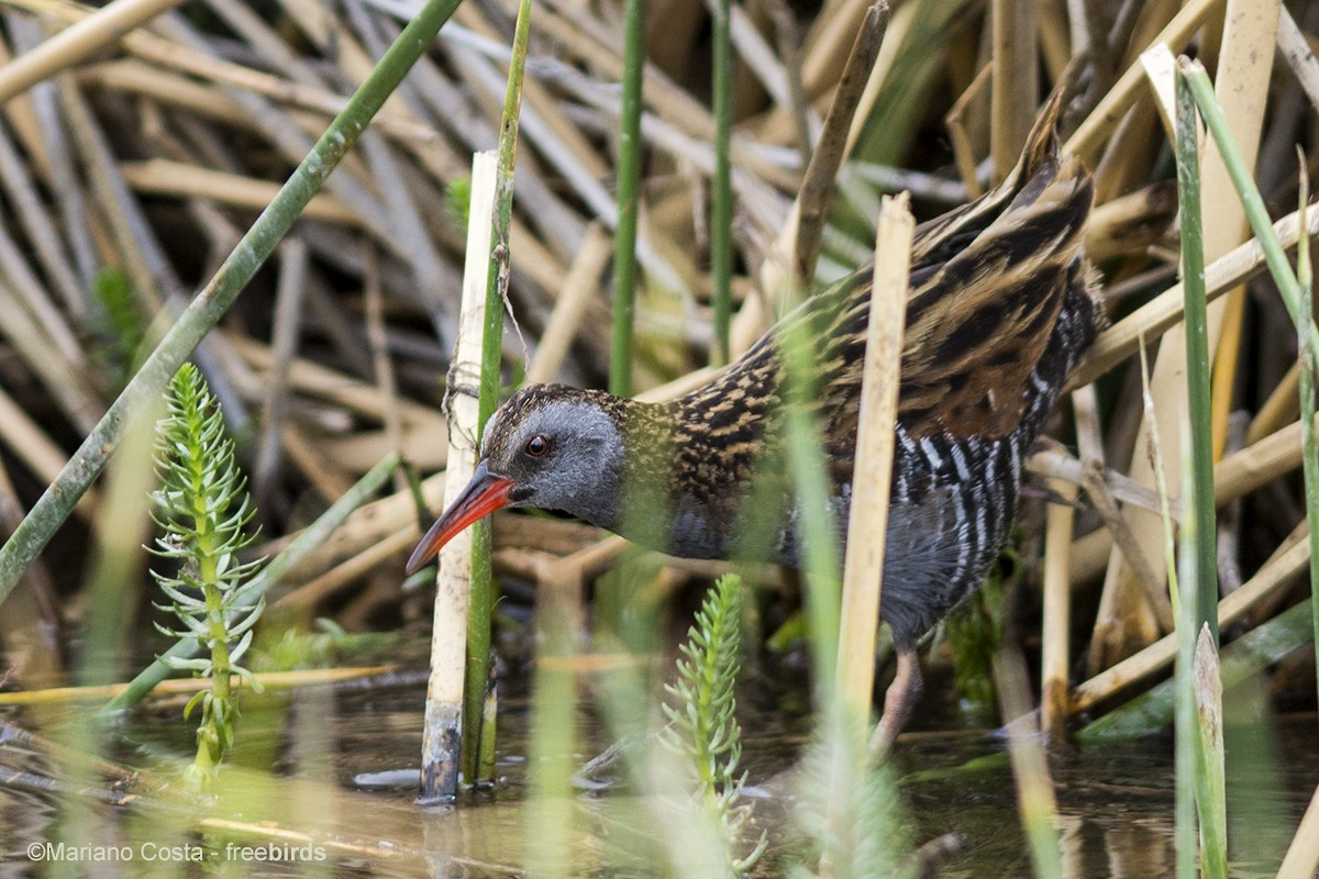 Austral Rail - ML645278898