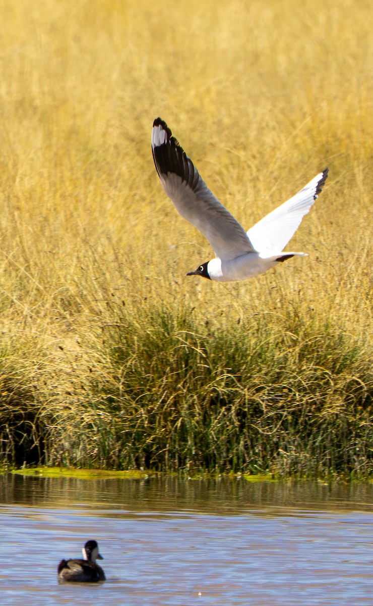 Andean Gull - ML645278928