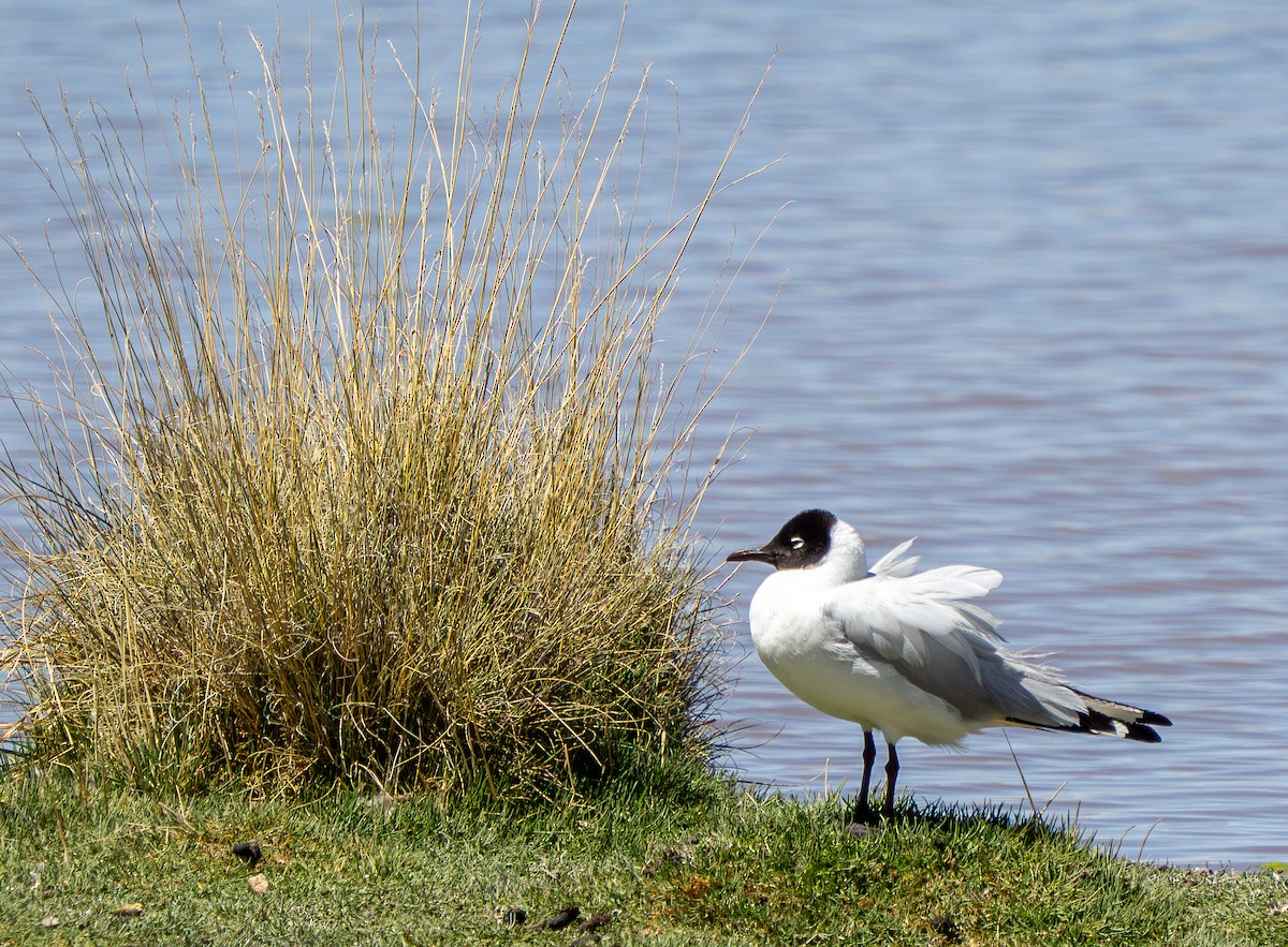 Andean Gull - ML645278929