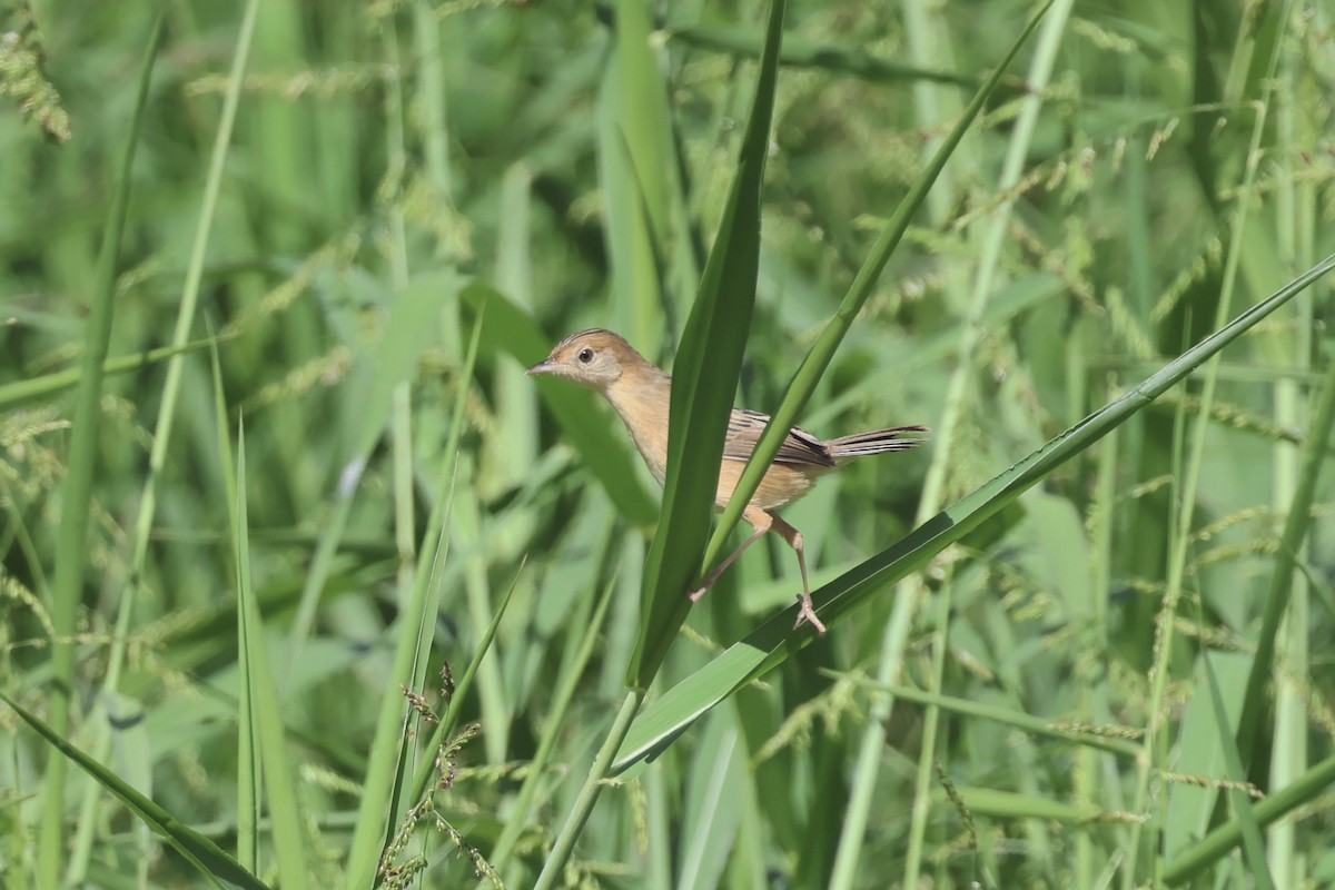 Golden-headed Cisticola - ML645278933