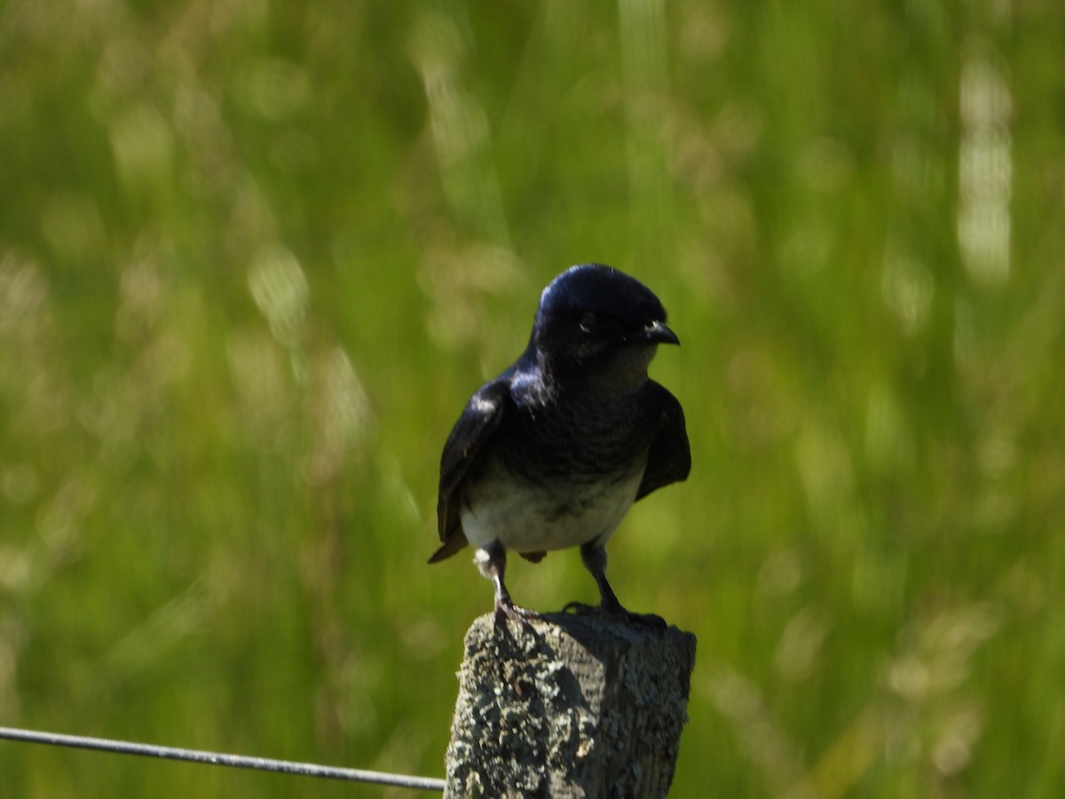 Gray-breasted Martin - ML645278937