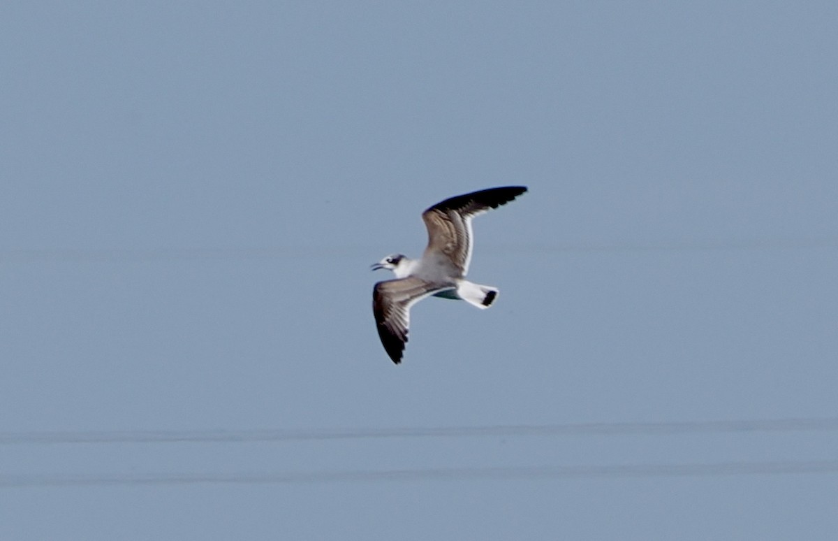 Franklin's Gull - ML645278938