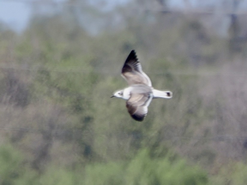 Franklin's Gull - ML645278939