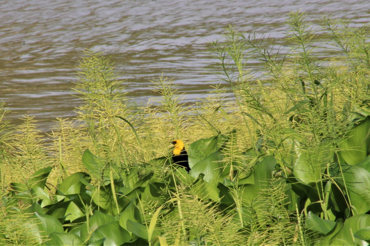 Yellow-hooded Blackbird - ML645278940