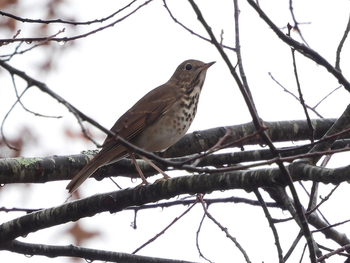 Hermit Thrush - ML645278941
