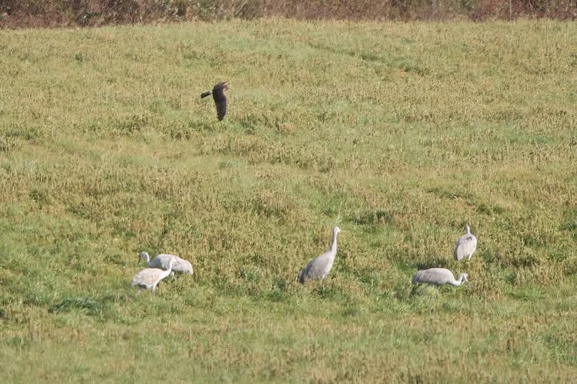Northern Harrier - ML645278943