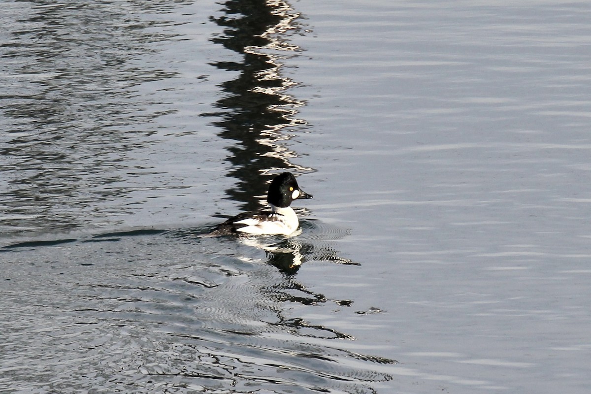 Common Goldeneye - ML645278945