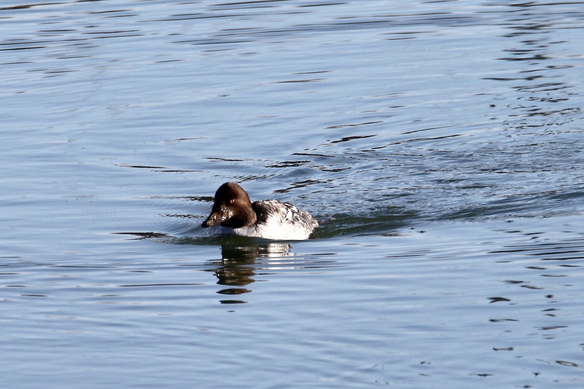 Common Goldeneye - ML645278946