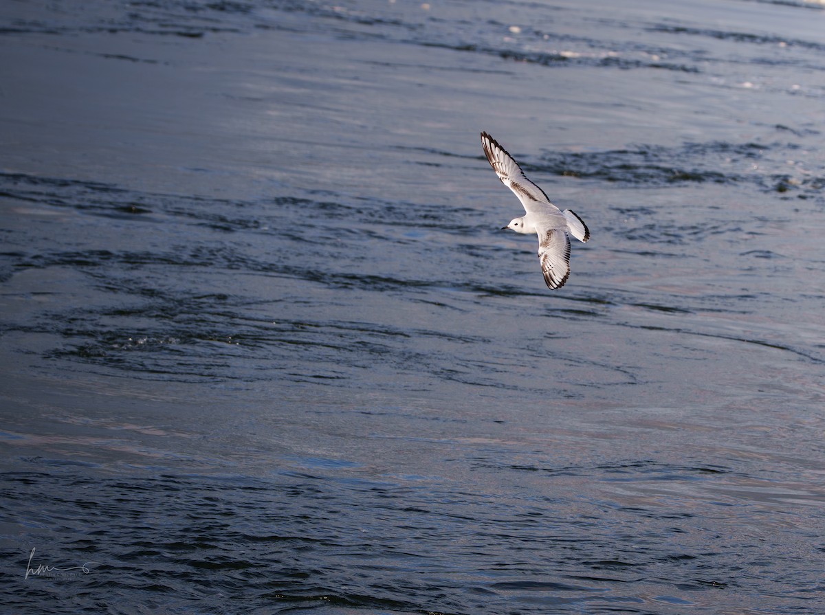 Bonaparte's Gull - ML645278947