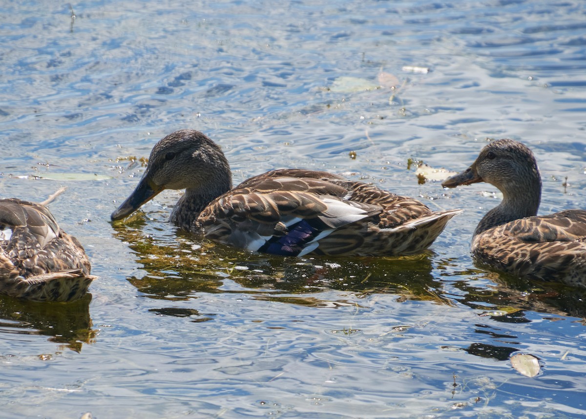 Mallard - ML645278948