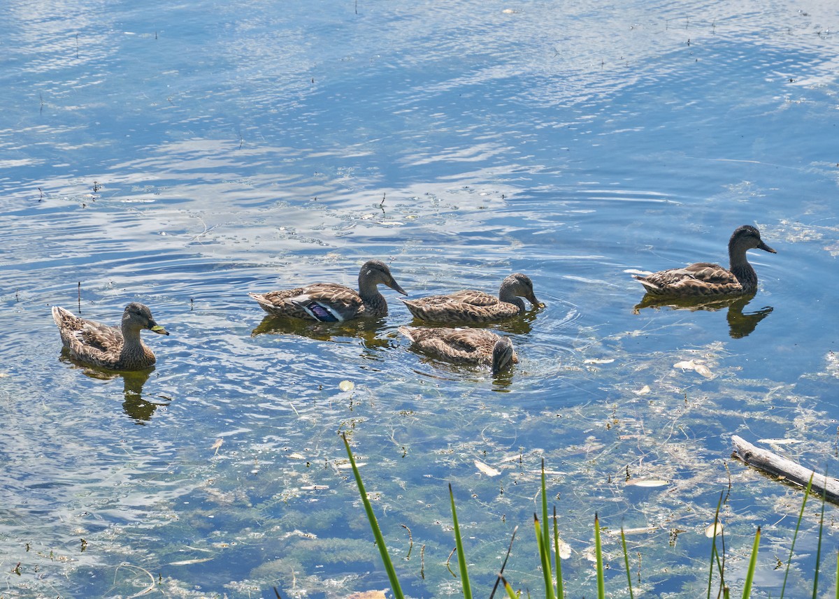 Mallard - ML645278949