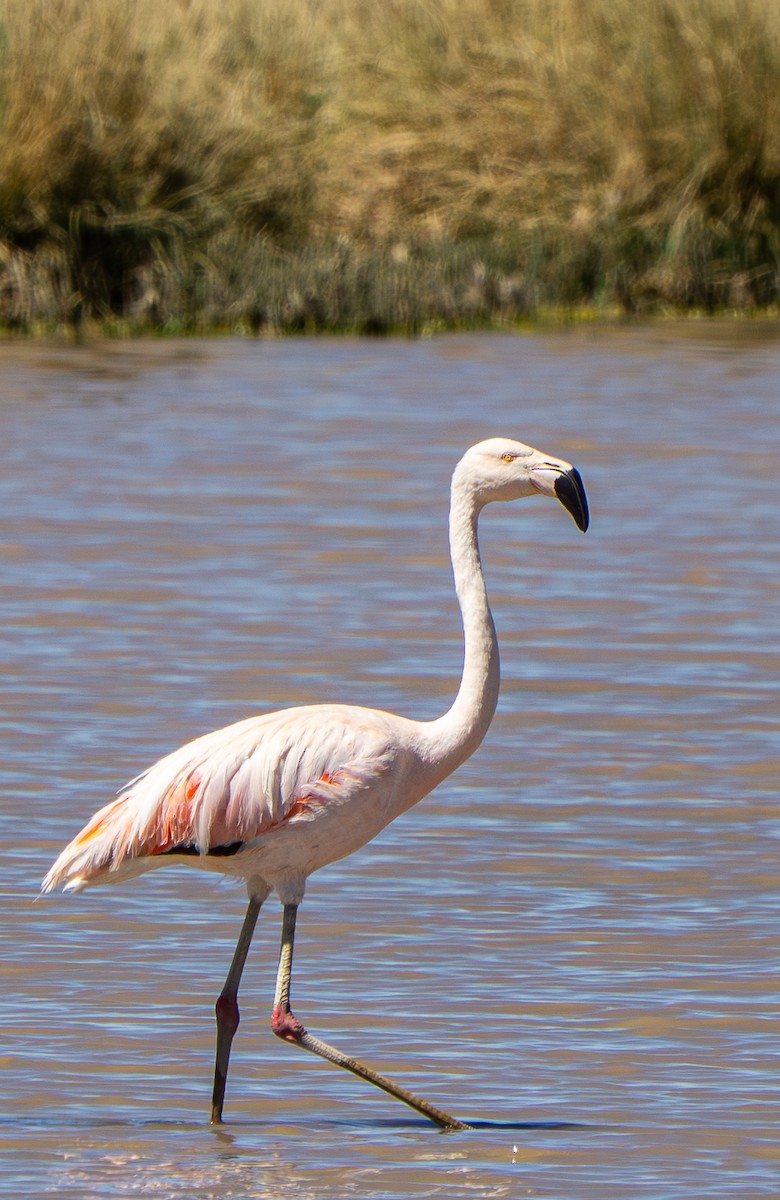 Chilean Flamingo - ML645278950