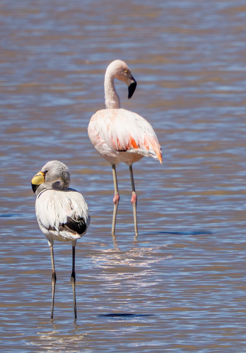 Chilean Flamingo - ML645278951