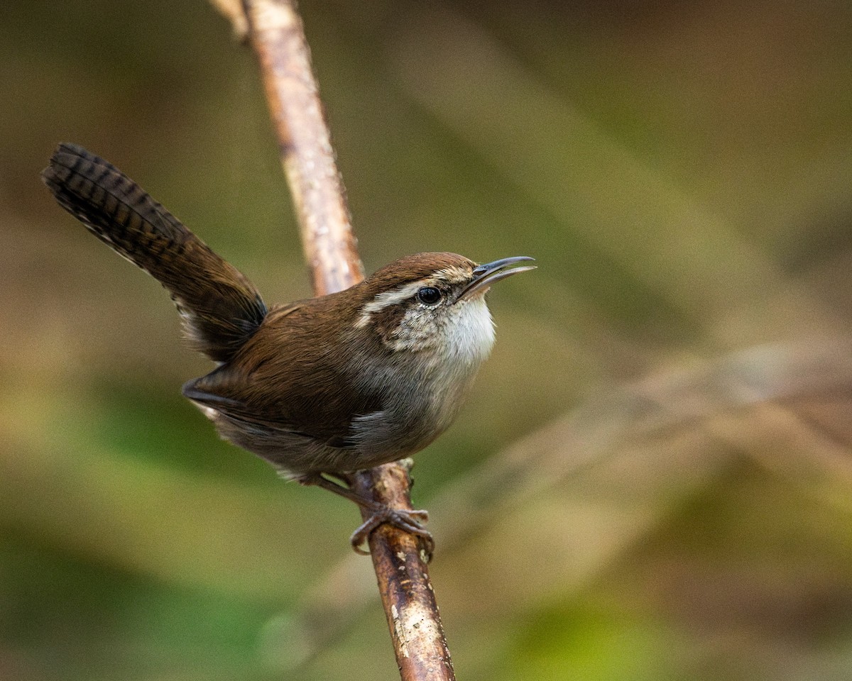 Bewick's Wren - ML645278952