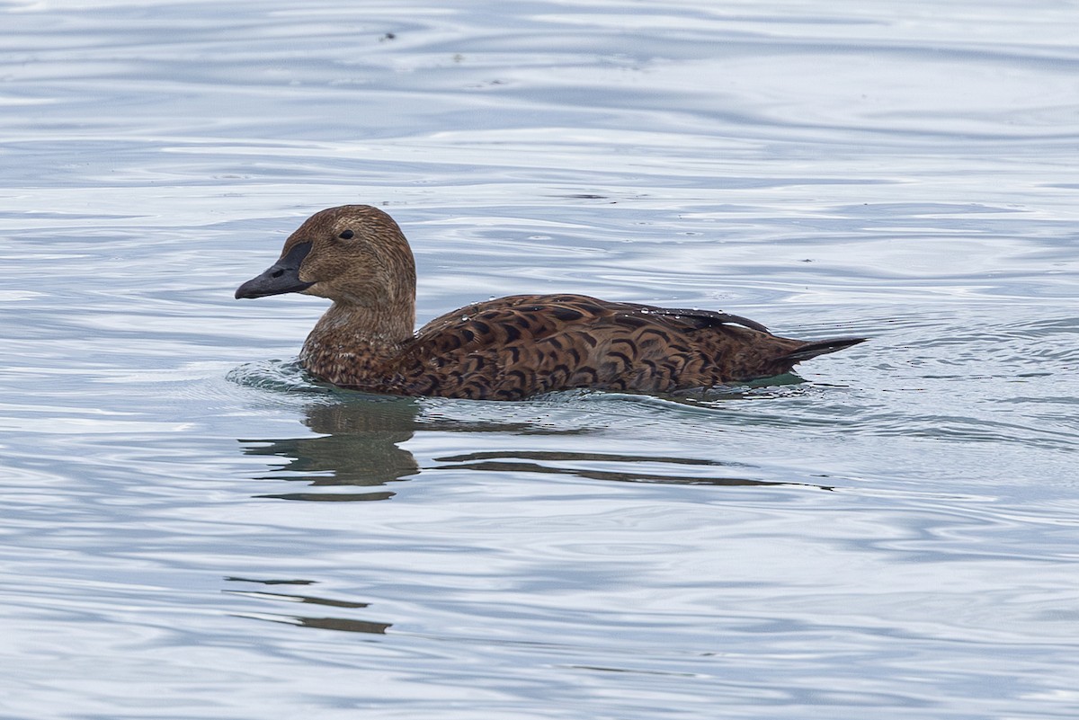 kajka královská - ML645278954