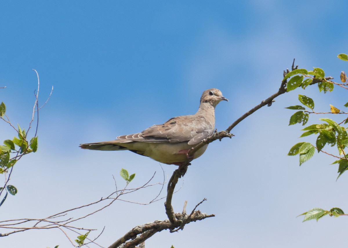 Mourning Dove - ML645278957