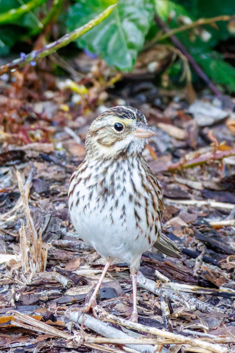 Savannah Sparrow - ML645278958