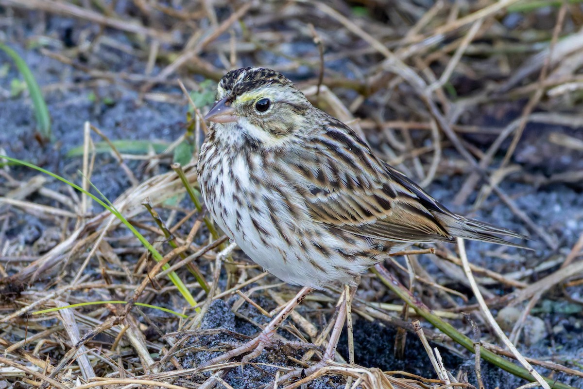 Savannah Sparrow - ML645278961