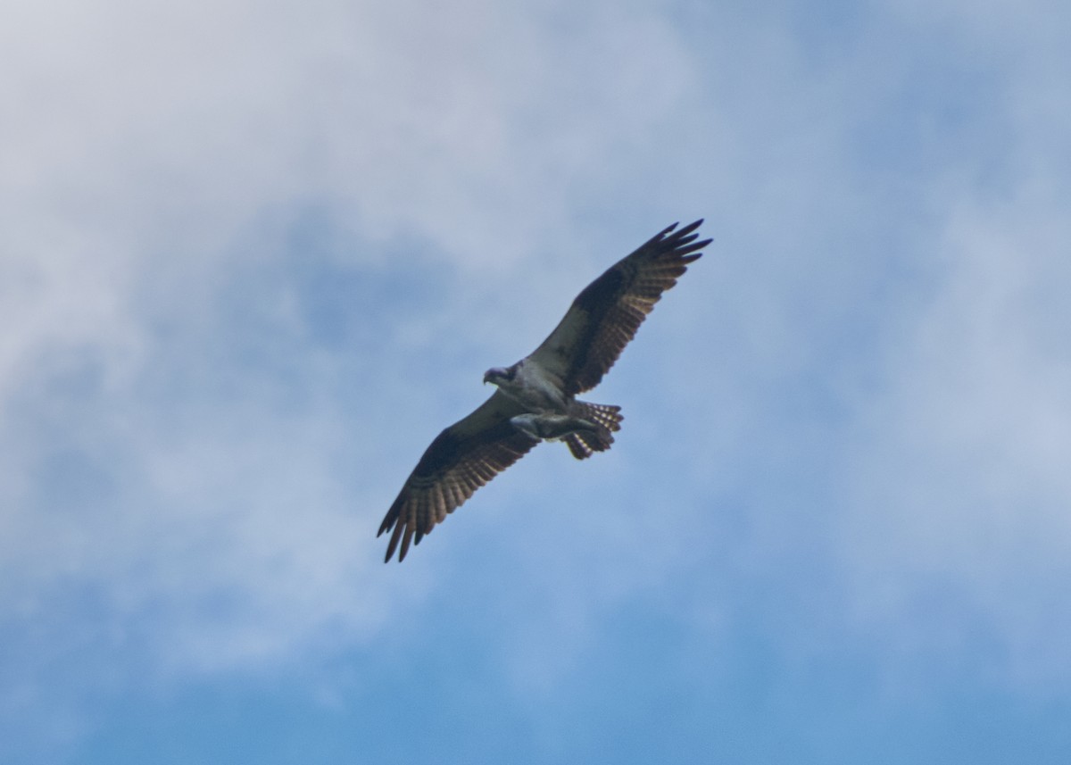 Osprey - ML645278962