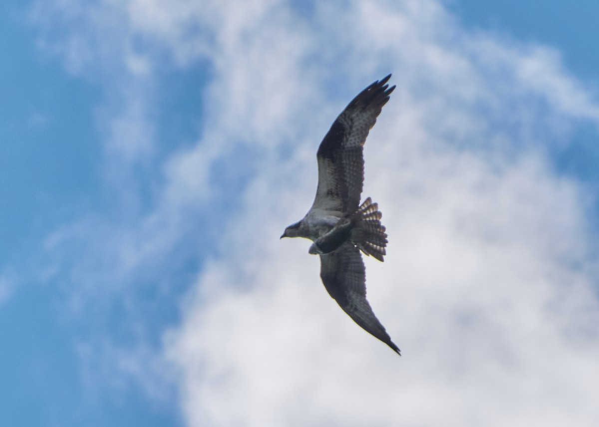 Osprey - ML645278963