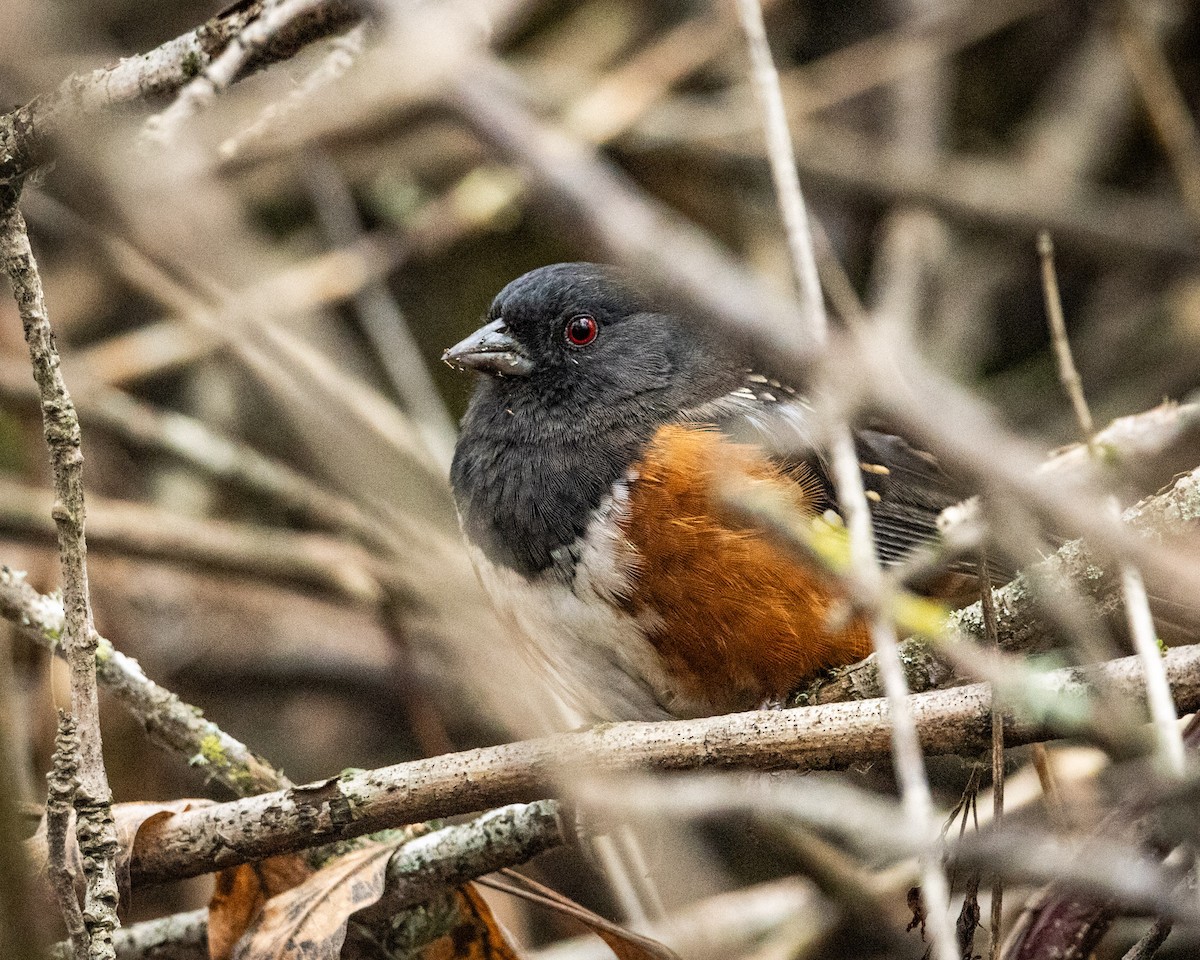 Spotted Towhee - ML645278964