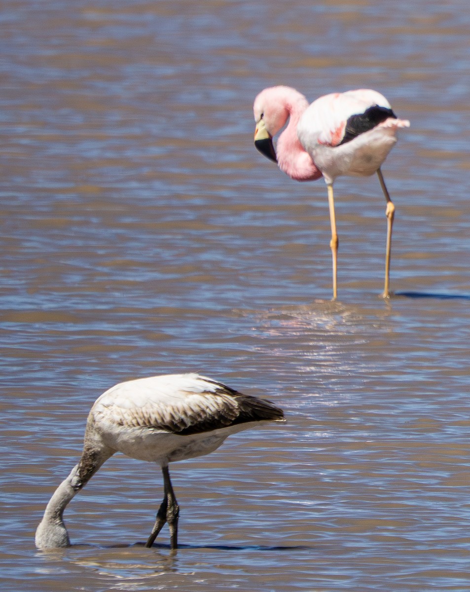Andean Flamingo - ML645278965