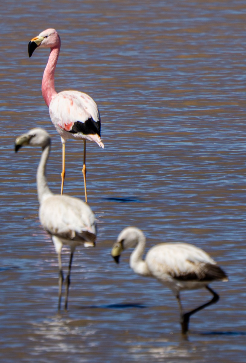 Andean Flamingo - ML645278966