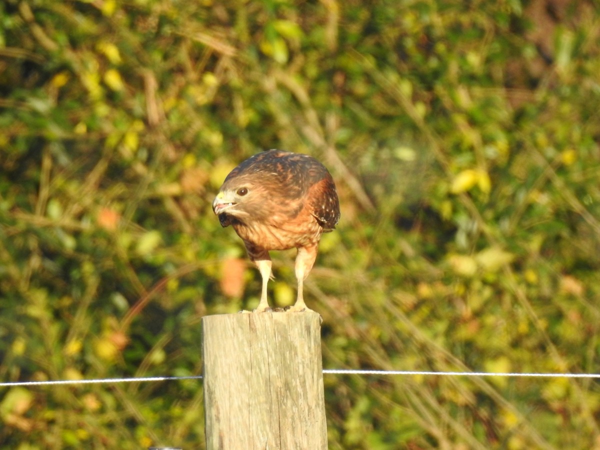 Red-shouldered Hawk - ML645278968