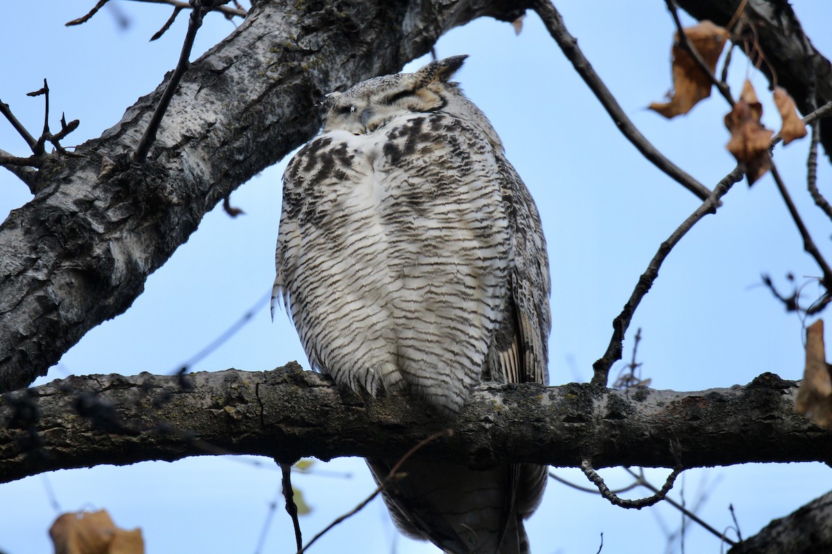 Great Horned Owl - ML645278969