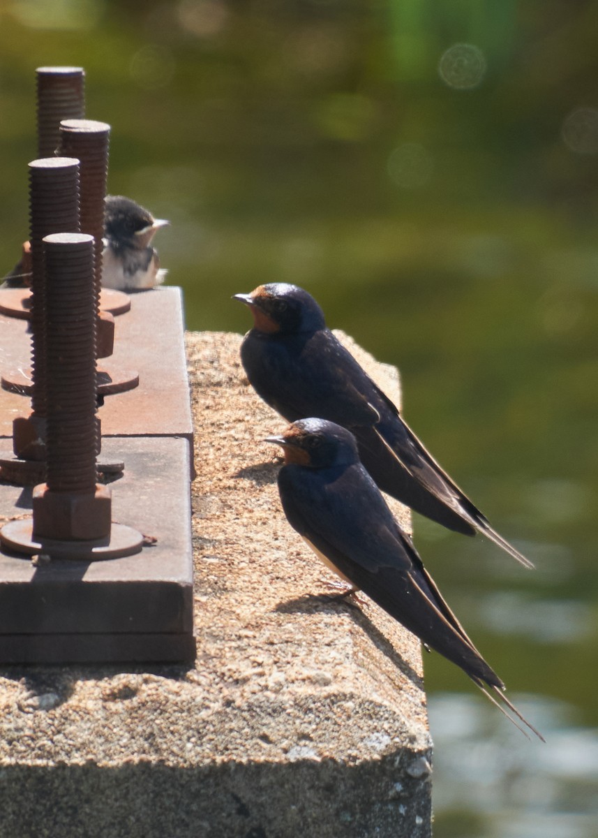 Barn Swallow - ML645278971