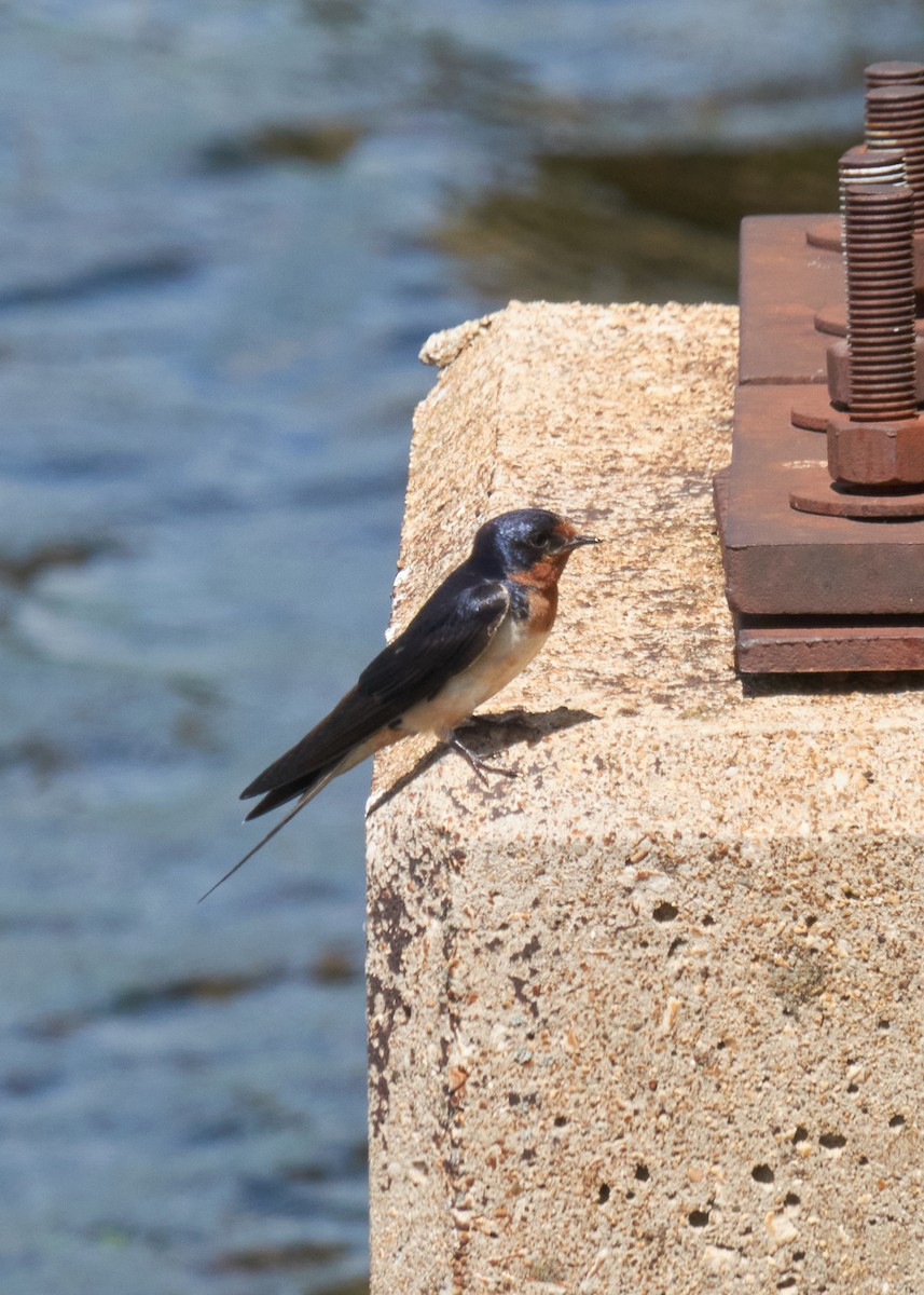 Barn Swallow - ML645278972