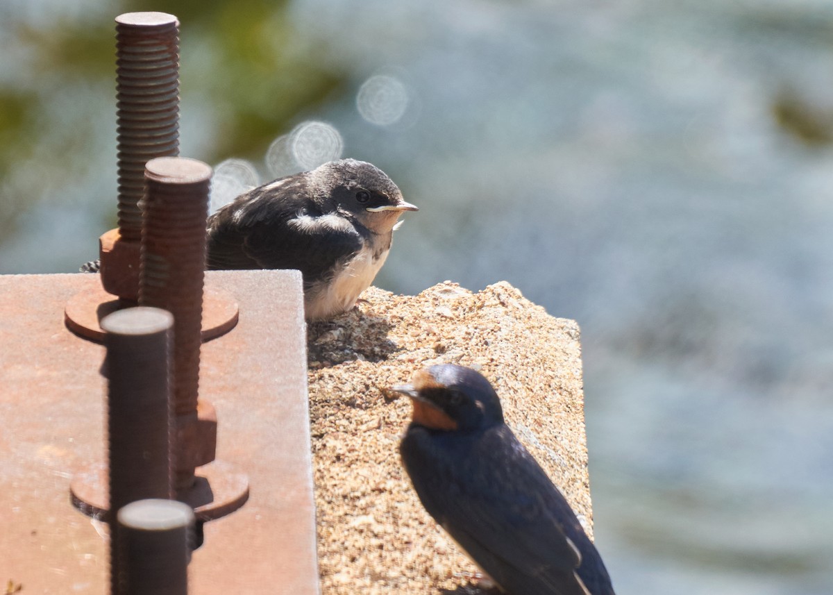 Barn Swallow - ML645278973